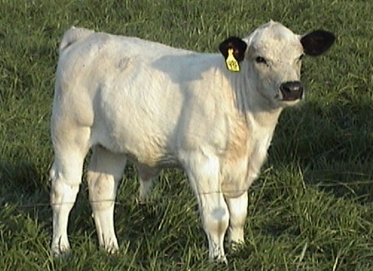 bonanza%20calf%2072p.jpg