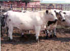 Steers1a_99.jpg (22896 bytes)